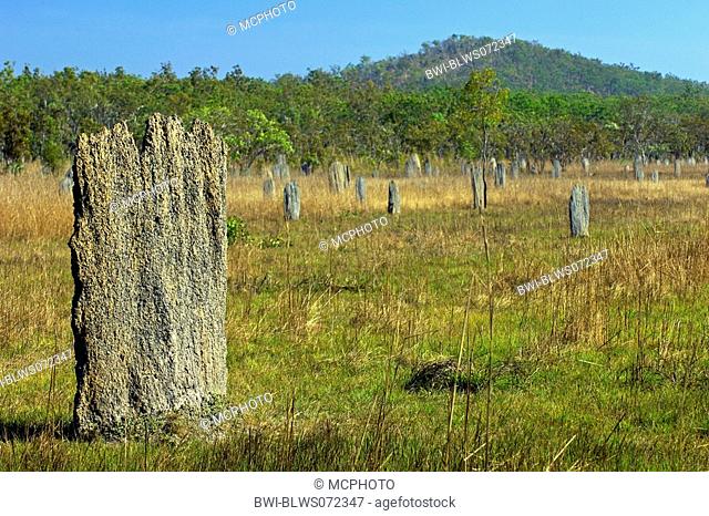 magnetic termite Amitermes meridionalis, mounds, Australia