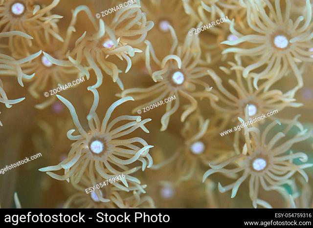 sea coral , anemone. Coral Reef Life. macro closeup
