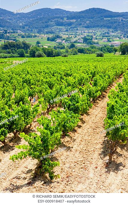 vineyards near La Cadiere d'Azur, Provence, France