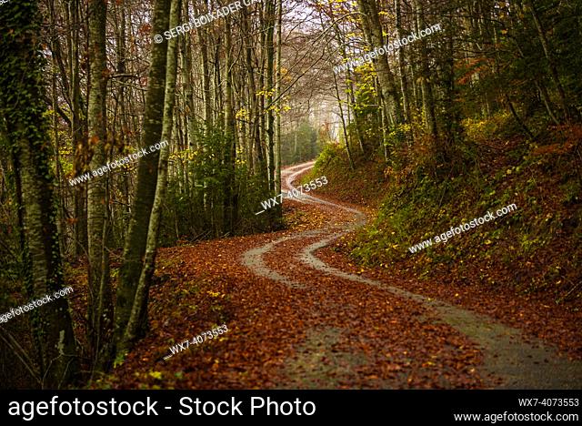 Beech forest with autumn colors on the road from Sant Privat d'en Bas to Ciuret and VidrÃ . (La Garrotxa, Catalonia, Spain, Pyrenees)