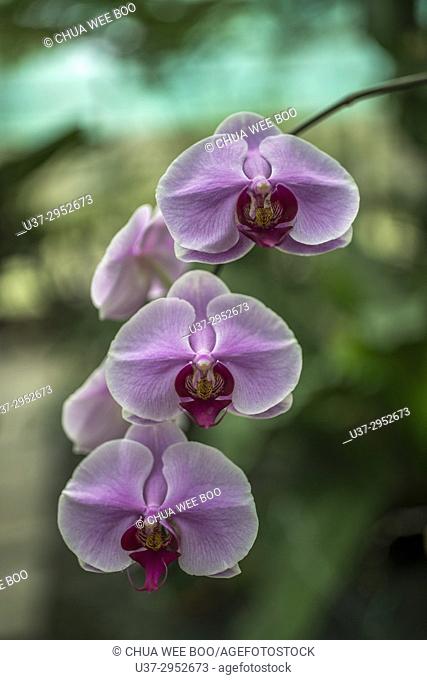 Orchids, Kuching Orchid Garden, Sarawak, Malaysia