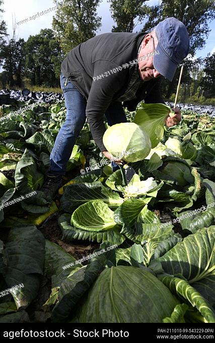 PRODUCTION - 07 October 2021, North Rhine-Westphalia, Kleinenbroich: Farmer Karl Fliegen harvests cabbages in the fields so that they can be taken to the...