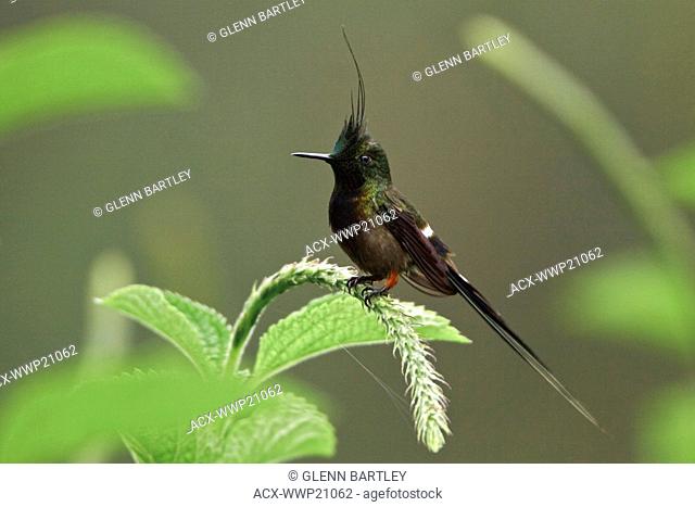 Wire-crested Thorntail Popelairia popelairii perched on a flower near Podocarpus National Park in southeast Ecuador