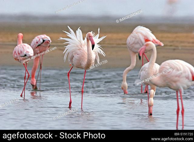 Greater Flamingos (Phoenicopterus ruber roseus) and Lesser Flamingos (Phoeniconaias minor) Walvis Bay, Namibia, Africa