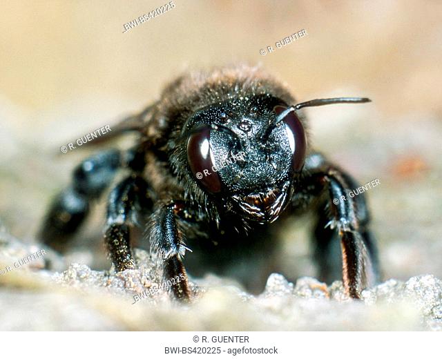 Violet carpenter bee (Xylocopa violacea), female, Germany
