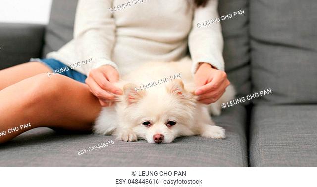 Woman massaging on her dog at home