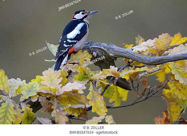 Great spotted woodpecker (Picoides major, Dendrocopos major), sitting on an oak branch with colored autumn foliage, Germany, Baden-Wuerttemberg