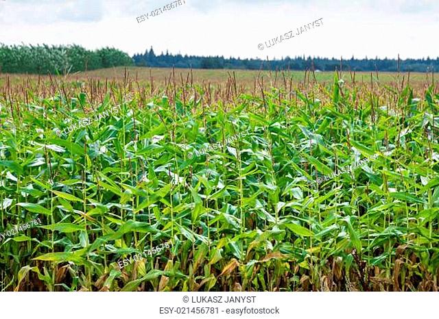 Green Corn field in the France