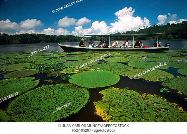 Water-lilies (Victoria regia) at Amazon River. Brazil
