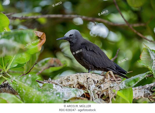 Lesser Noddy, (Anous tenuirostris), Bird island, Seychelles