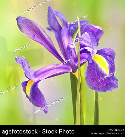 Beardless Iris Xiphium Spanish Iris