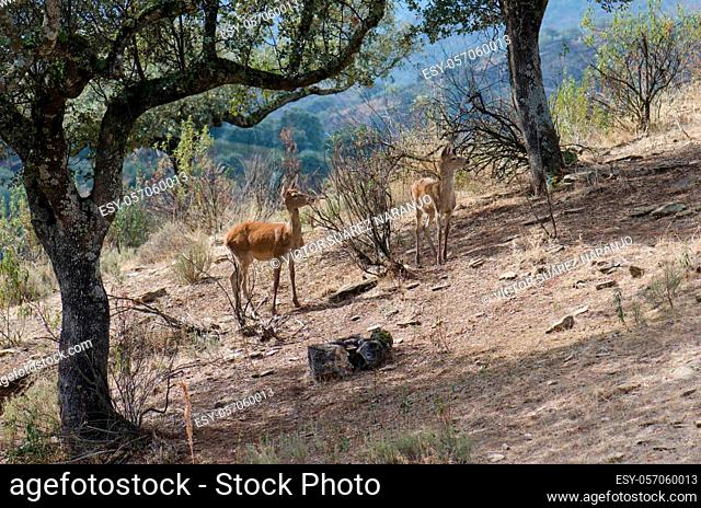 Spanish red deers Cervus elaphus hispanicus. Female and its cub. Monfrague National Park. Caceres. Extremadura. Spain