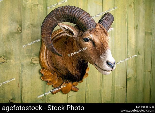 stuffed mouflon head in front of a rustic wooden wall