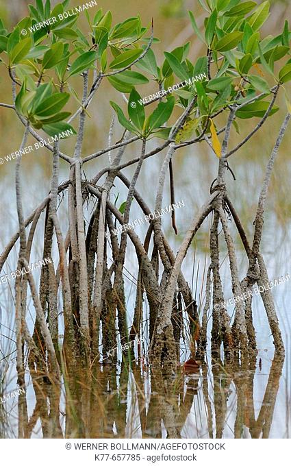 Red Mangroves (Rhizophora mangle), stilt roots. Florida, USA