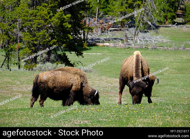 American bison eating grass and walking in Hayden valley, Yellowstone National Park, Wyoming, USA