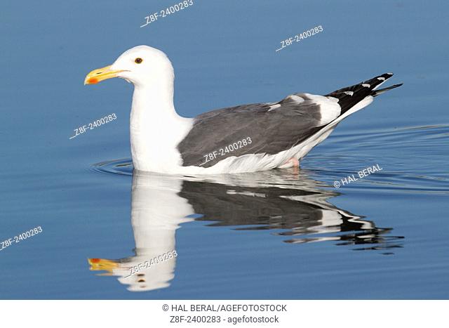 Western Gull with reflection on water. USA