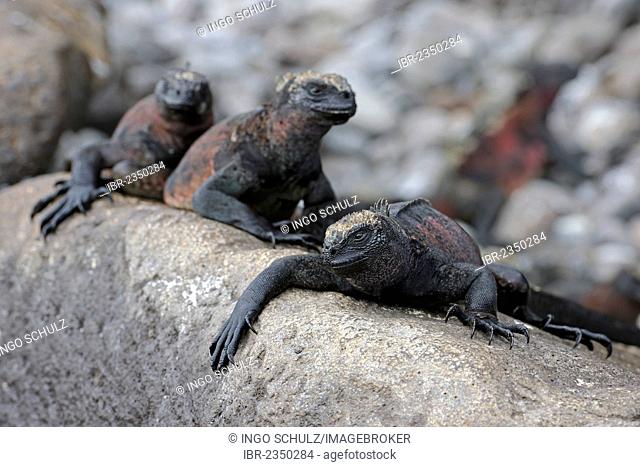Marine Iguanas (Amblyrhynchus cristatus), Española Island subspecies, Galapagos Islands, UNESCO World Heritage Site, Ecuador, South America