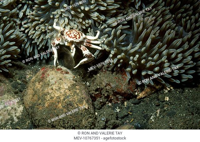 Anemone Crab - feeding (Neopetrolisthes ohshimai)