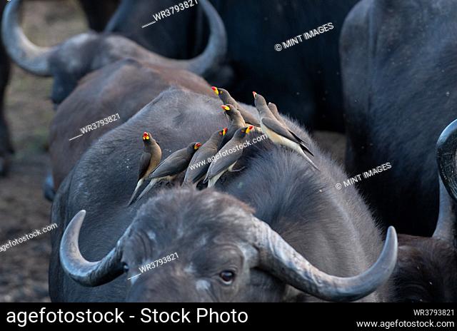 Yellow Billed Oxpeckers, Buphagus africanus, on the back of a buffalo