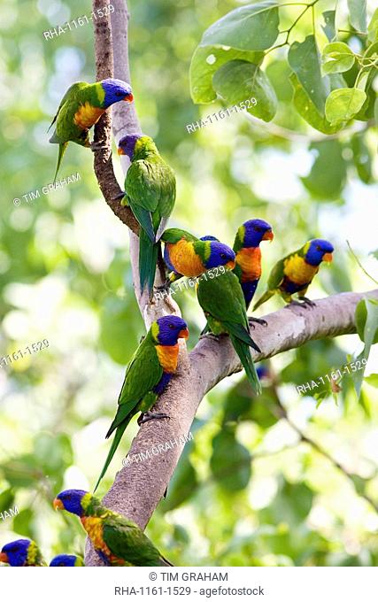 Rainbow Lorikeets perched on a branch, Queensland, Australia
