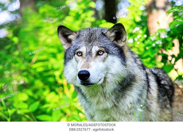 United States, Minnesota, Wolf or Gray Wolf or Grey Wolf Canis lupus
