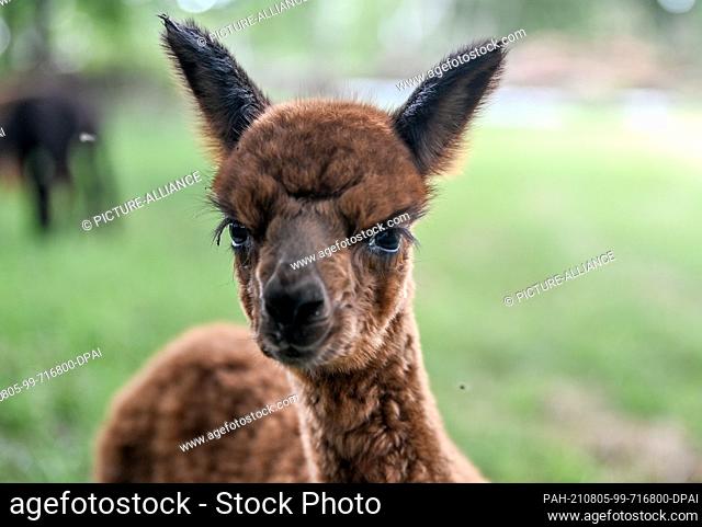 02 August 2021, Brandenburg, Strubensee: An alpaca stands in the pasture on the premises of the alpaca breeding ""Alpaca nigra"" in Strubensee near Lindow...