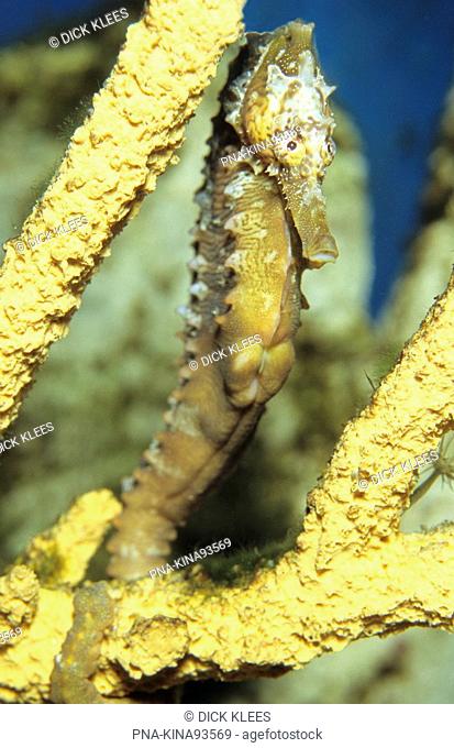 Lined Seahorse Hippocampus erectus