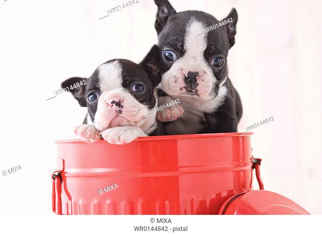 Two boston terrier fawning in a bucket
