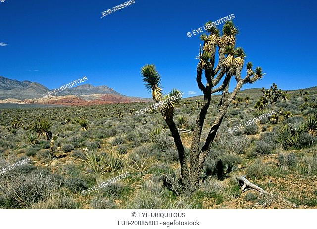 Joshua Tree in barren landscape