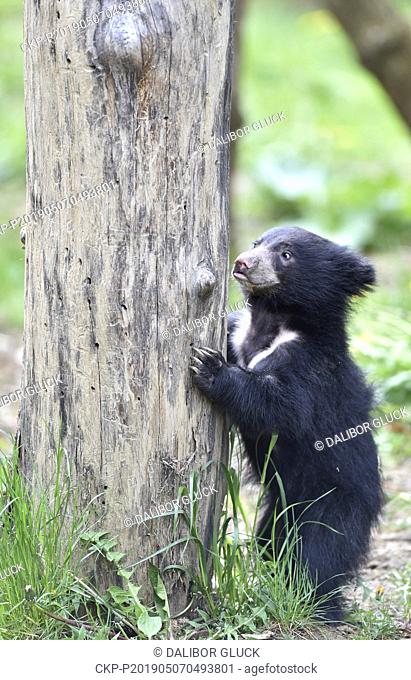 The first Sloth Bear cub, Melursus ursinus, in the zoo's history, born in December last year, was presented to public in the Zlin Zoo, Czech Republic