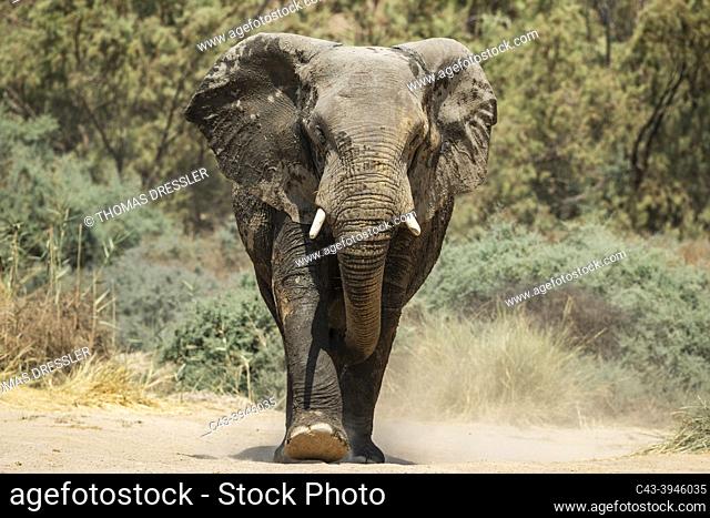 African Elephant (Loxodonta africana). So-called desert elephant. Bull on his way to a waterhole. In the dry bed of the Ugab river