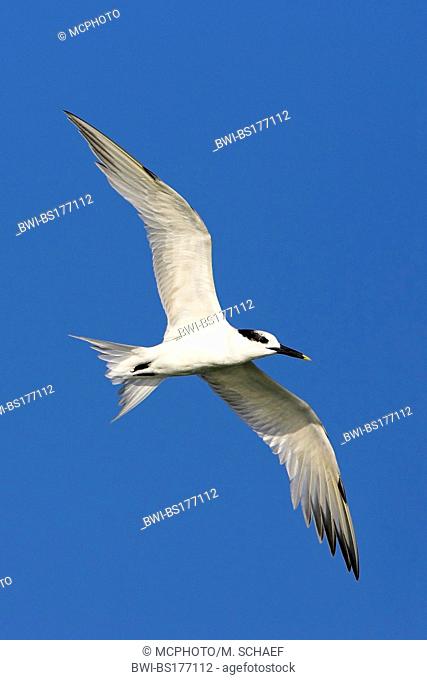 sandwich tern (Sterna sandvicensis, Thalasseus sandvicensis), flying