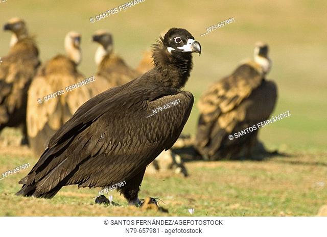 Black Vulture (Aegypius monachus). Valle de Alcudia, Ciudad Real, Spain