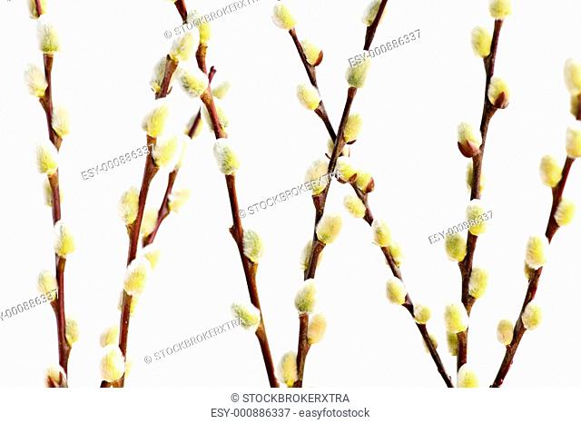 Spring pussy willow branches isolated on white background