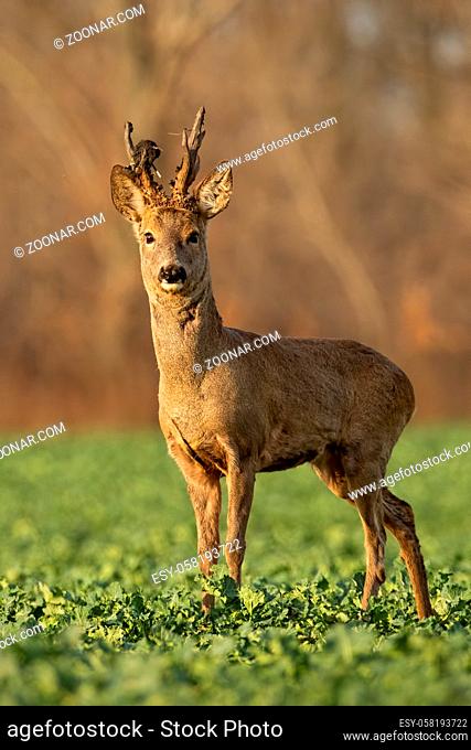 Roe deer stag at sunset with winter fur. Roebuck on a field with blurred background. Wild animal in nature