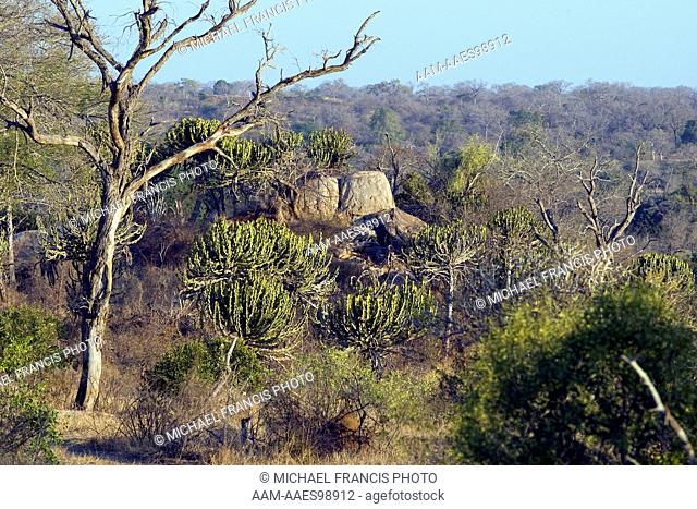 Common Tree Euphorbia (Euphorbia ingens), Mala Mala scenic, Mala Mala, South Africa