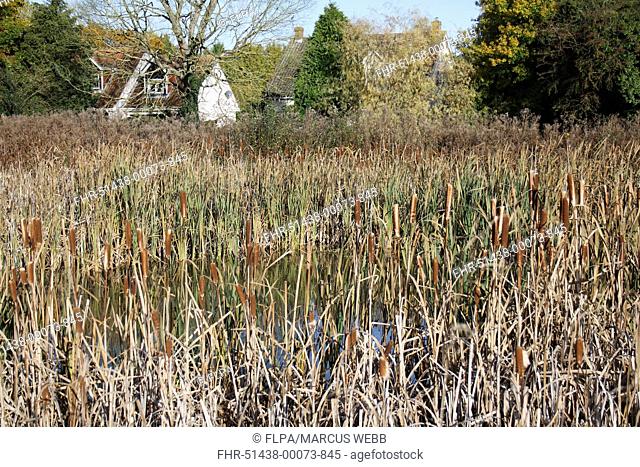 Great Reedmace Typha latifolia mass with flowerheads, growing around pond on commonland reserve, Mellis Common, Mellis, Suffolk, England, october
