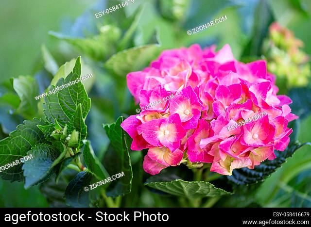 Hortensie mit rosa Blüten - Nahaufnahme