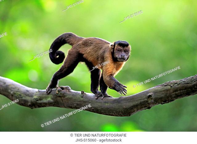 Brown Capuchin, tufted capuchin, black-capped capuchin, (Cebus apella), adult on tree, South America