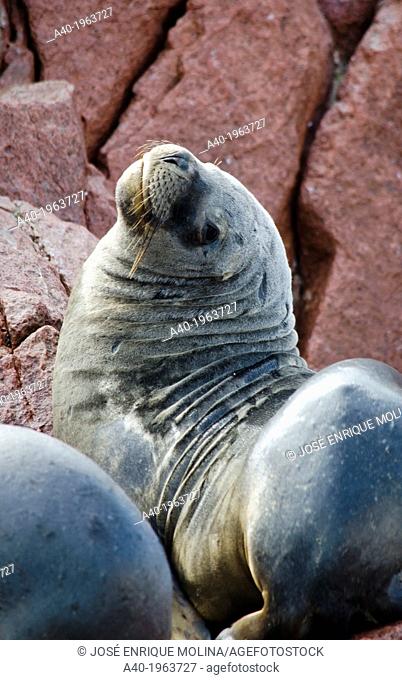 Paracas National Reserve. South American fur seal Arctocephalus australis in the Ballestas islands. Peru