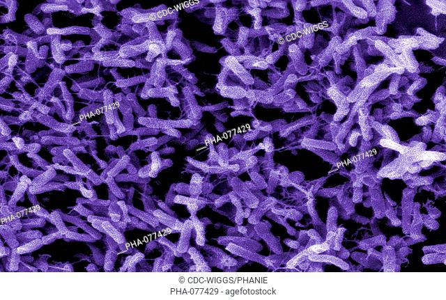 Electron micrograph of Clostridium difficile bacteria. This anaerobic gram-positive rod is the most frequent cause of antibiotic-associated diarrhea AAC