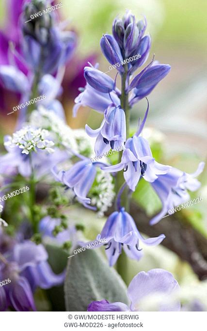 SPRING BOUQUET IN SILVER VASE DETAIL WITH HYACINTHOIDES