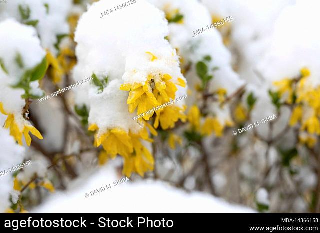 Blossoms of forsythia covered with snow. Background is blurred