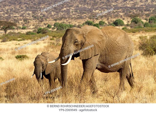 African Elephants (Loxodonta africana) in savannah, Samburu National Reserve, Kenya