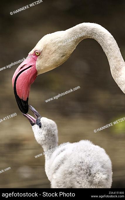Baby flamingo being crop feeded by its mother in Dierenrijk Zoo, The Netherlands, Europe