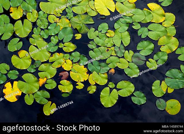Water lily leaves, Aschauteiche near Eschede, Südheide Nature Park, Lüneburg Heath, Germany, Lower Saxony