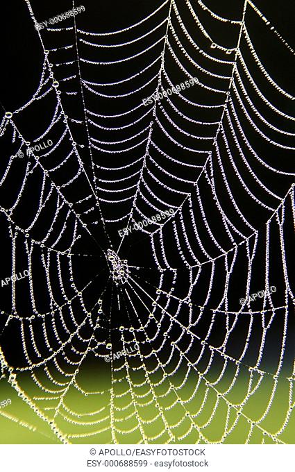 Spider web of an Araneid Spider with dew drops