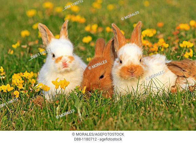 Domestic rabbit  Oryctolagus cuniculus  Order: Lagomorpha  Family: Leporidae
