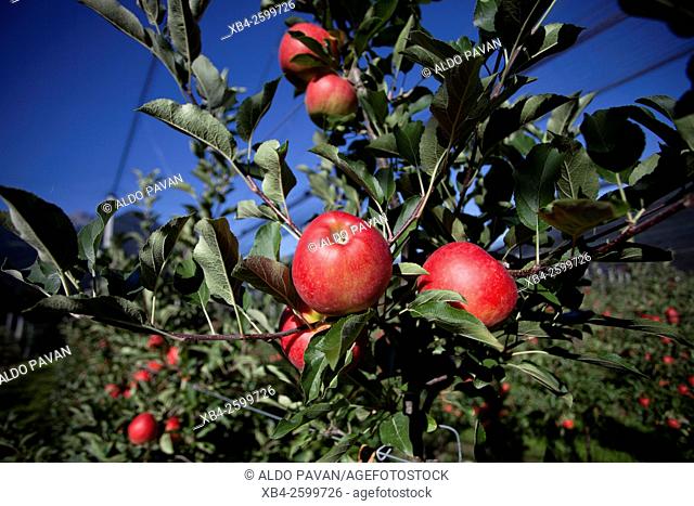 Apple cultivation, Dolsach, Austria