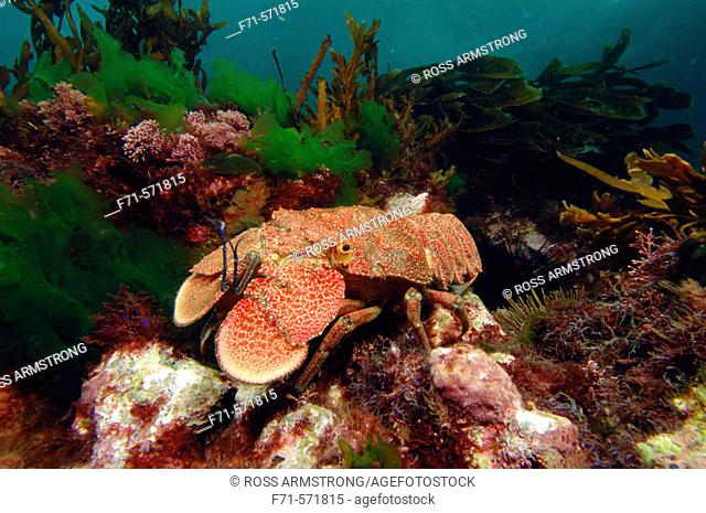 Spanish lobster (Arctites antipodum). Rikoriko Cave. Poor Knights Islands, New Zealand. South Pacific Ocean